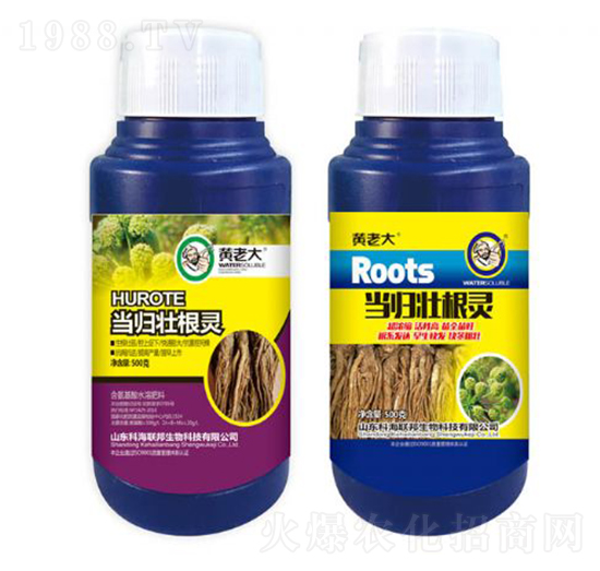 當(dāng)歸壯根靈-黃老大-科海聯(lián)邦