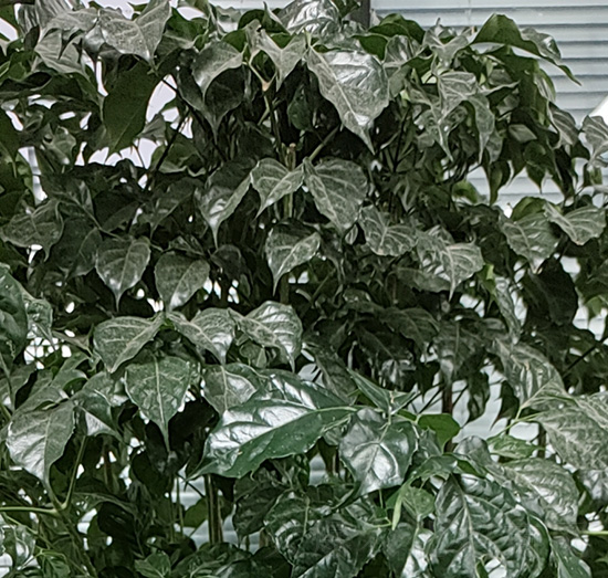 菜豆樹-老李生物