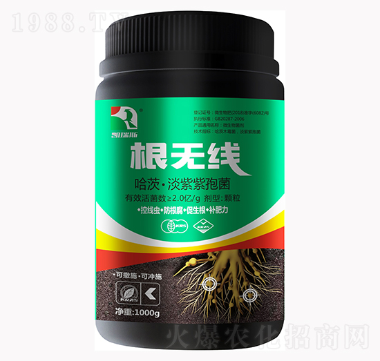 哈茨·淡紫紫孢菌-根無(wú)線-凱瑞斯