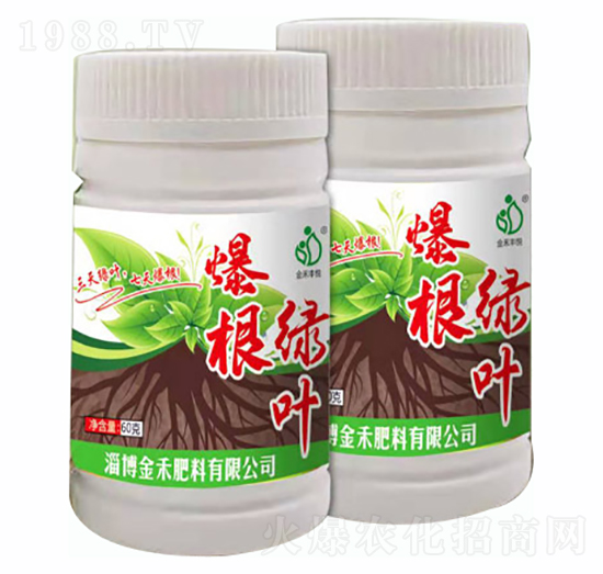 爆根綠葉-淄博金禾