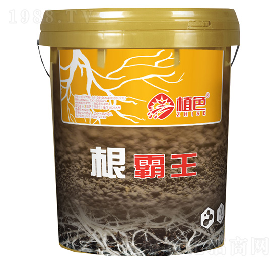 根霸王-植色生物