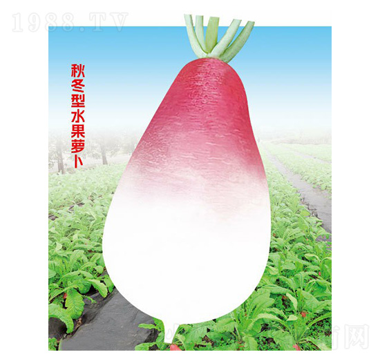 甜梨蘿卜-科光種苗