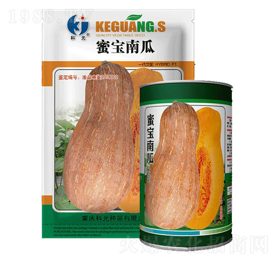 蜜寶南瓜-科光種苗