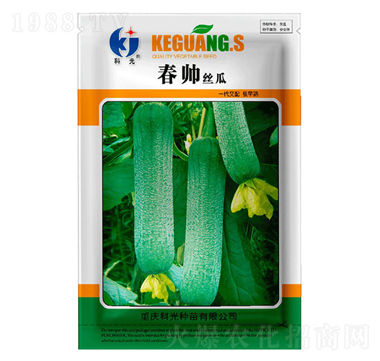 春帥絲瓜-科光種苗