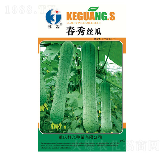 春秀絲瓜-科光種苗