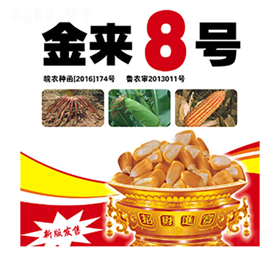 金來8號(hào)-合豐種業(yè)
