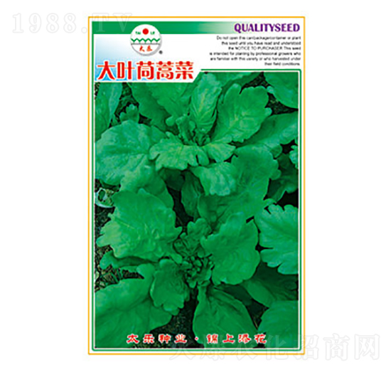 茼蒿種子-大葉茼蒿菜-太樂種業(yè)