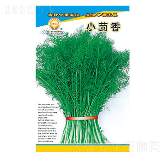 小茴香-太樂種業(yè)