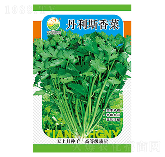 香菜種子-丹利斯香菜-太樂(lè)種業(yè)