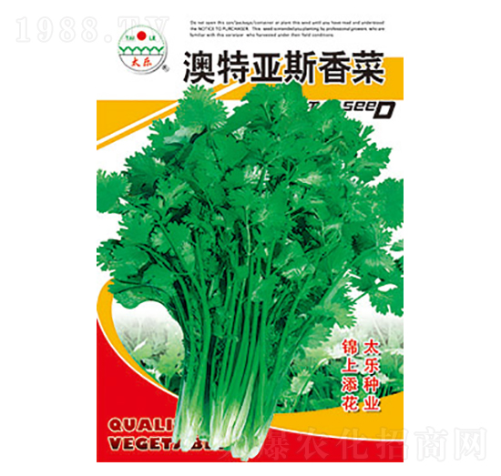 菠菜種子-澳特亞斯菠菜-太樂種業(yè)