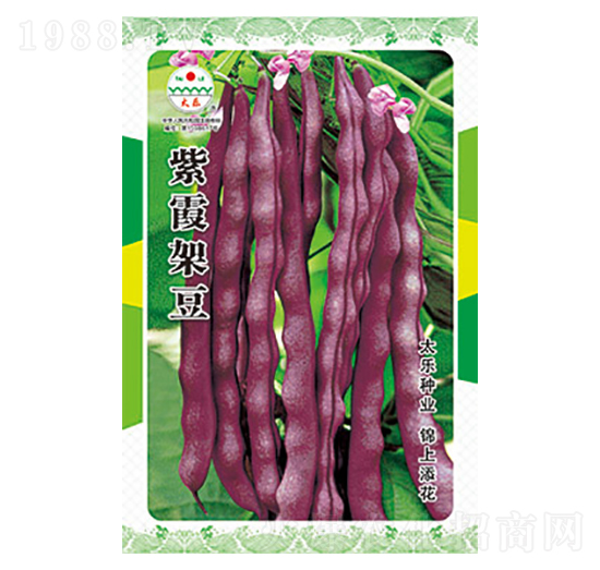 豇豆種子-紫霞架豆-太樂(lè)種業(yè)