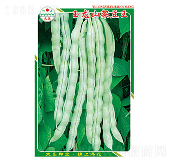 豇豆種子-玉龍山架豆王-太樂種業(yè)