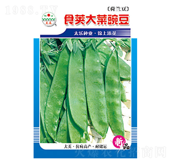 豌豆種子-食莢大菜豌豆-太樂種業(yè)