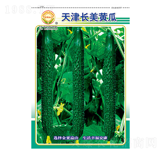 黃瓜種子-天津長(zhǎng)美黃瓜-太樂(lè)種業(yè)