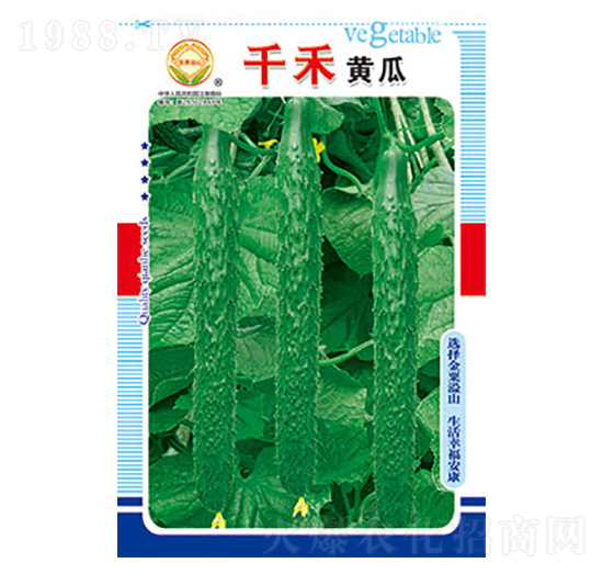 黃瓜種子-千禾黃瓜-太樂種業(yè)