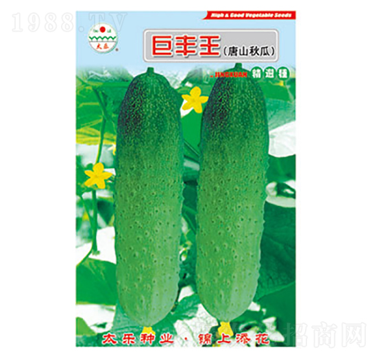 黃瓜種子-巨豐王-太樂種業(yè)
