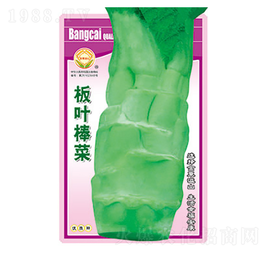 棒菜種子-板葉棒菜-太樂(lè)種業(yè)