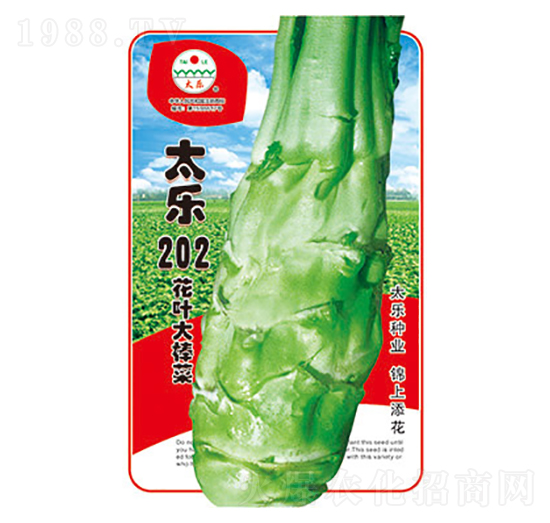 棒菜種子-太樂202-太樂種業(yè)
