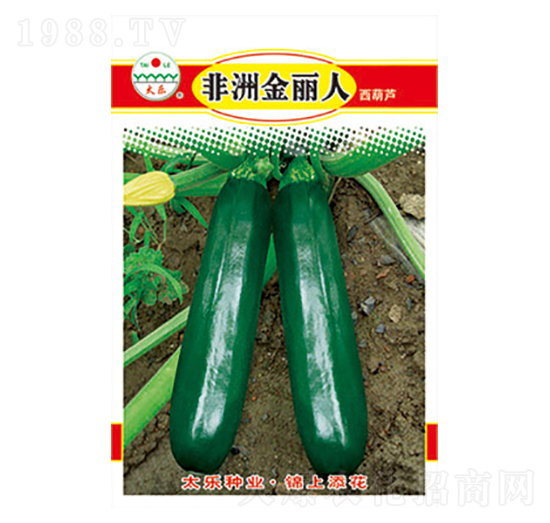 西葫蘆種子-非洲金麗人-太樂種業(yè)