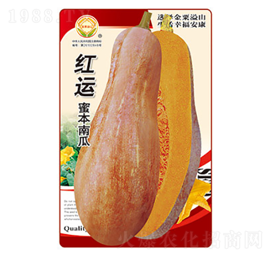 南瓜種子-紅運蜜本南瓜-太樂種業(yè)
