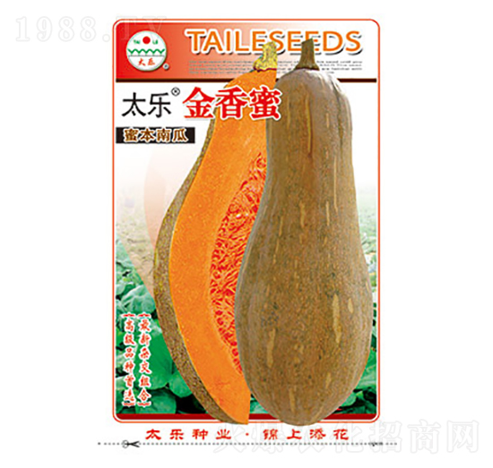 南瓜種子-太樂(lè)金香蜜-太樂(lè)種業(yè)