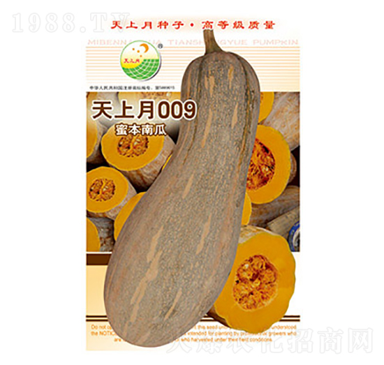 南瓜種子-天上月009-太樂種業(yè)