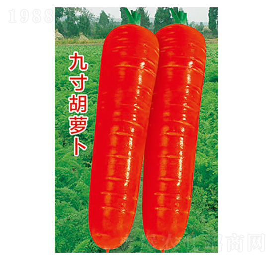 蘿卜種子-九寸胡蘿卜-太樂種業(yè)