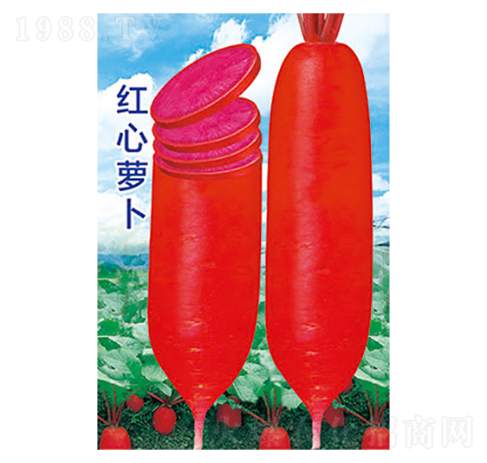 蘿卜種子-紅心蘿卜-太樂種業(yè)