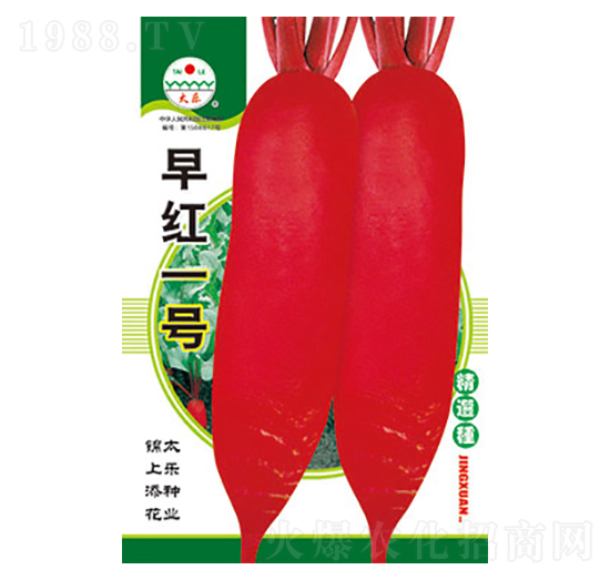 蘿卜種子-早紅一號-太樂種業(yè)