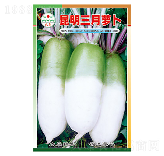 蘿卜種子-昆明三月蘿卜-太樂種業(yè)