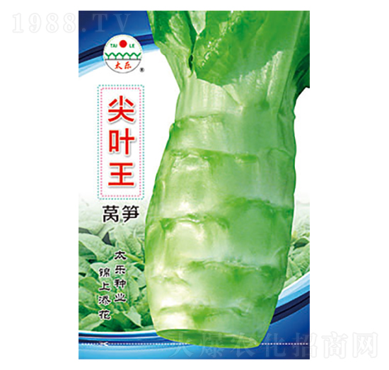 萵筍種子-尖葉王-太樂種業(yè)