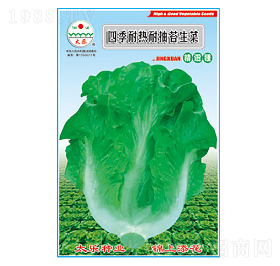 生菜種子-四季耐熱耐抽苔生菜-太樂種業(yè)