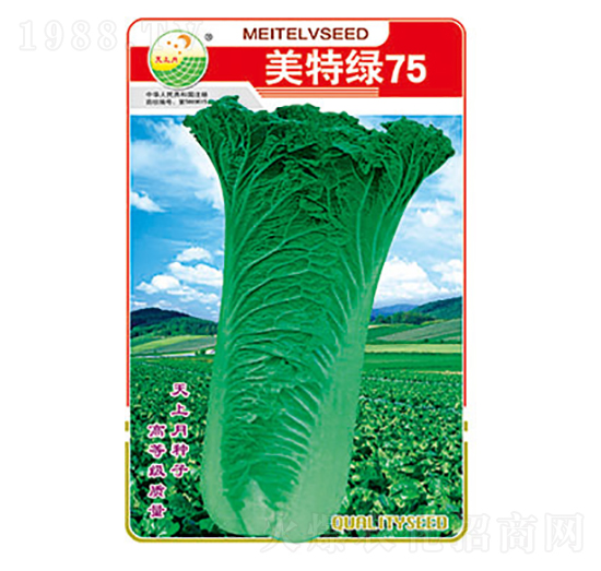 白菜種子-美特綠75-太樂(lè)種業(yè)