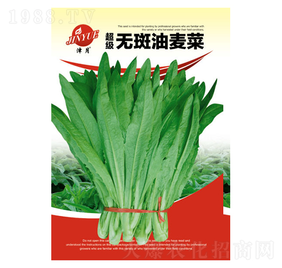 油麥菜種子-邯豐農(nóng)業(yè)