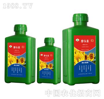 ���տ����ð���������Һ