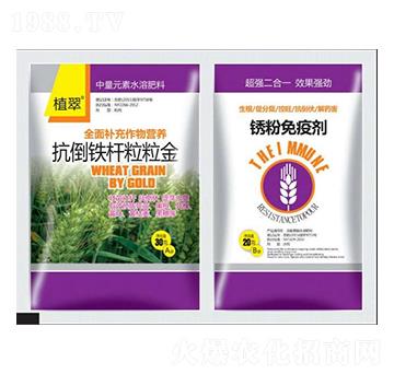 小麥抗倒鐵桿粒粒金-鑫瑞豐