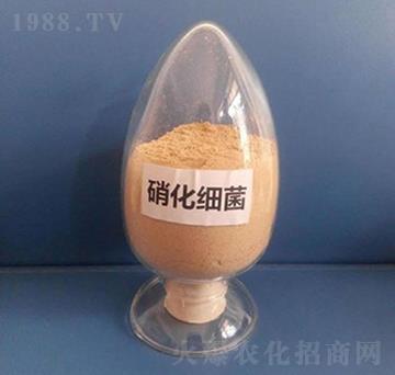 硝化細菌（粉劑）-亮澤生物