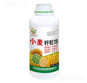 小麥籽粒飽-海法優(yōu)佳