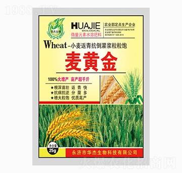 小麥返青抗倒灌漿粒粒飽-麥黃金-華杰生物