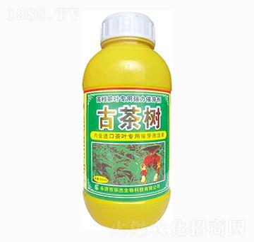 古茶樹(shù)-華杰生物