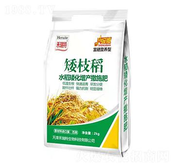 袋裝水稻矮化增產(chǎn)撒施肥-矮枝稻-禾瑞特