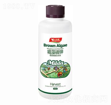 褐藻寡糖復(fù)合原液-褐藻磷鉀-豐華肥業(yè)