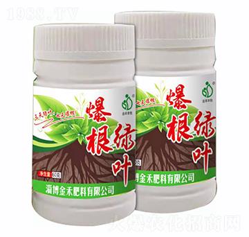 爆根綠葉-淄博金禾