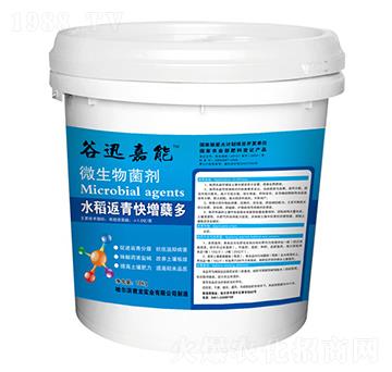 水稻返青快增蘗多-微生物菌劑-君龍實(shí)業(yè)