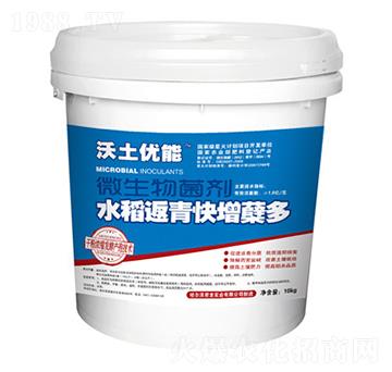 沃土優(yōu)能菌劑-水稻返青增蘗快-君龍實(shí)業(yè)