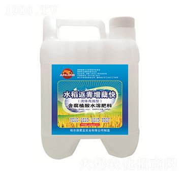 水稻甩施肥-水稻返青增蘗快-君龍實(shí)業(yè)