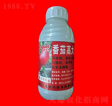 番茄高大紅-斯高特-黑馬肥業(yè)