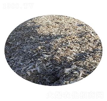 ���ӼS-ʥ������