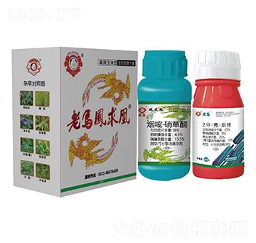 高效玉米田苗后除草方案-老馬風(fēng)求凰-惠耘農(nóng)業(yè)
