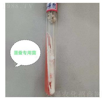 �׽���б��ԇ��-�Ű�����